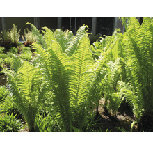 Strutbräken FLORASELF Matteuccia struthiopteris 5-20cm Co 0,5L