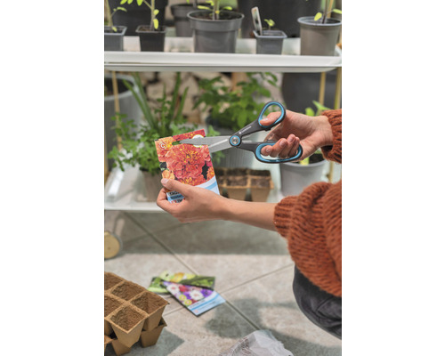 En person klipper upp en påse ringblommefrön med en sax.