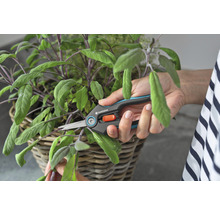 En person beskär salvia i en korg med en örtsax från Gardena