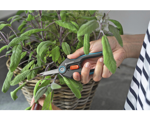 En person beskär salvia i en korg med en örtsax från Gardena