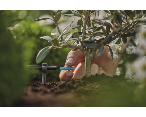 Närbild av installationen av ett bevattningssystem på en växt i trädgården