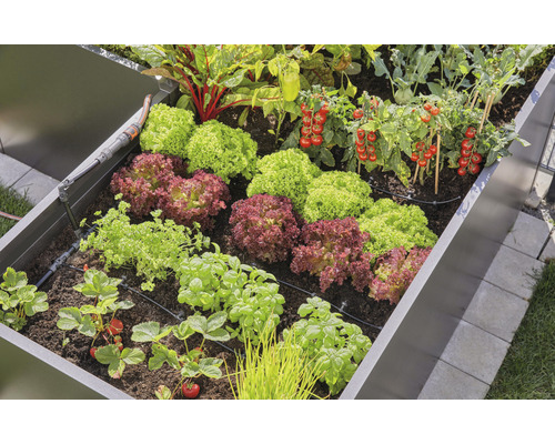 Hög rabatt med sallad, tomater, jordgubbar och bevattningssystem