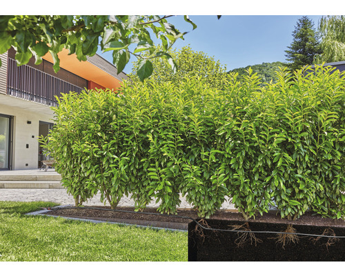 Bilden visar en grön lagerhägg i trädgården, tillsammans med en grafisk representation av dess rötter.