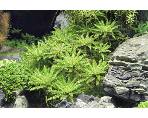 Akvarium med vattenväxter och stenar