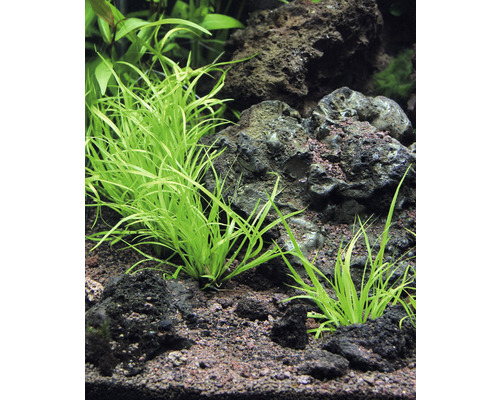 Akvarium med Eleocharis parvula gräsmatta mellan lavastenar