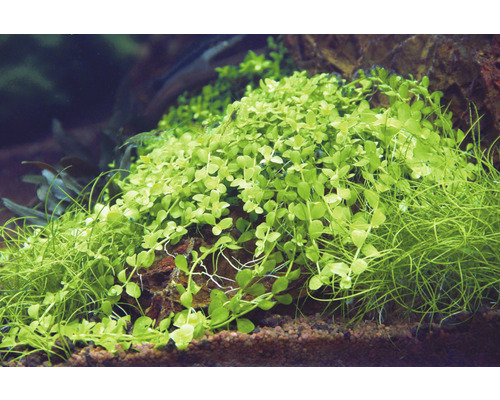 Akvarieväxter på en sten