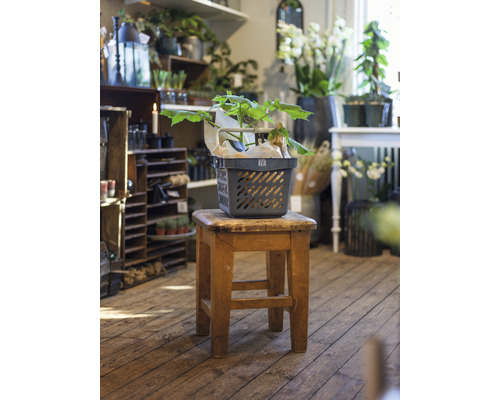 Växt i korg på en träpall i ett rum med andra växter och dekorationer.