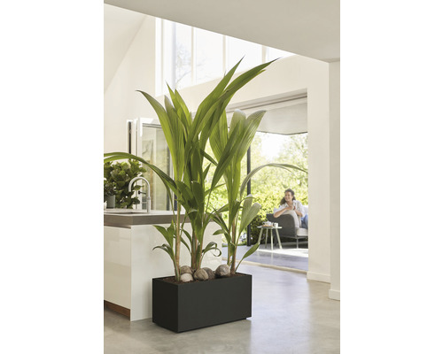 Rum med kokospalm i svart planteringskärl med stenar