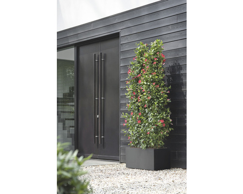 Blommande växt i en planteringslåda framför ett hus med mörk träfasad och dörr.