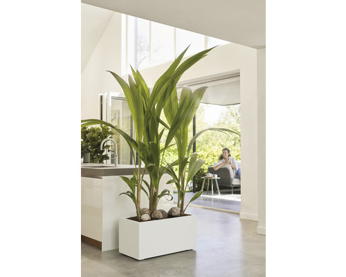 Interiör med rektangulär planteringslåda, kokospalm och dekorativa stenar