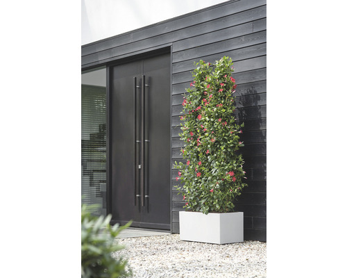 Utomhusvy av ett hus med en trädörr, ett fönster och en Mandevilla-kruka på en grusgång.