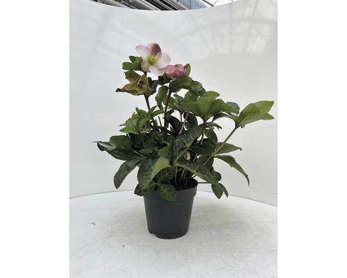 Julros växt i kruka med gröna blad och blommor