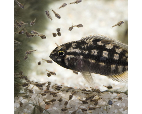 Prydnadsfisk med yngel i akvarium