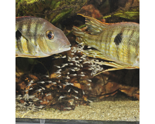 Två fiskar med sina ungar i ett akvarium.