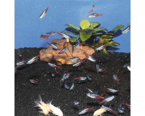 Akvarium med neonfiskar, växter och substrat