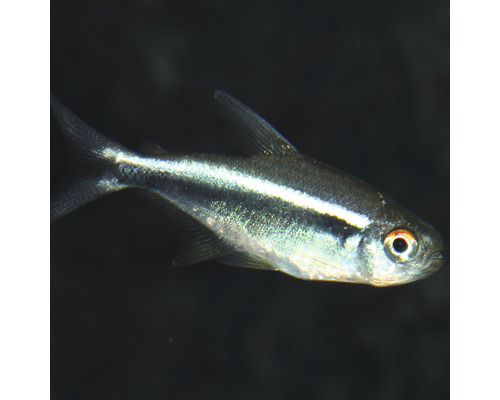 Glimtetra för akvariet