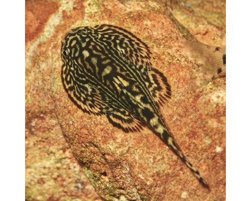 Gitarrmal med mönster på en sten