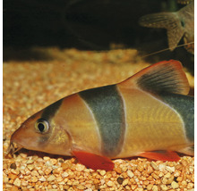 Fiskfoder JBL ProNovoBotia M 250ml