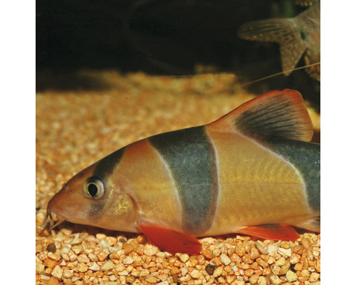 Praktdålk i akvarium