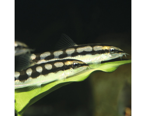 Två praktbotior på ett blad i akvarium