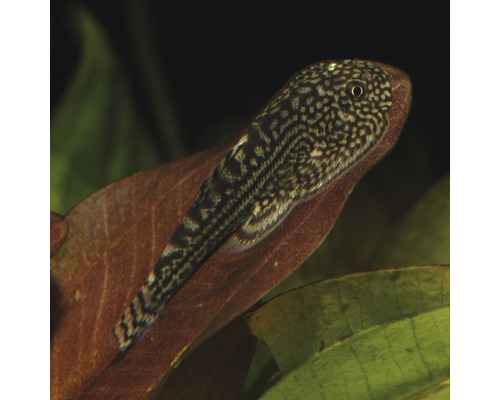 Sugmalar på ett blad