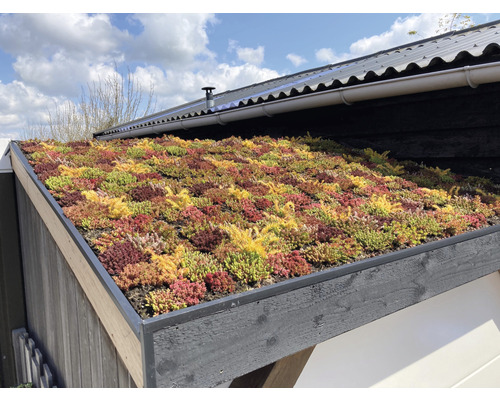 Vy över ett grönt tak med sedumväxter på en byggnad