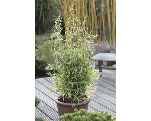 Bambuplantan i en kruka på en träterrass