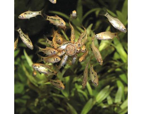 Grupp av fiskar i akvarium som äter foder