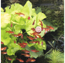 Akvarium med röd fantomtetra och växter