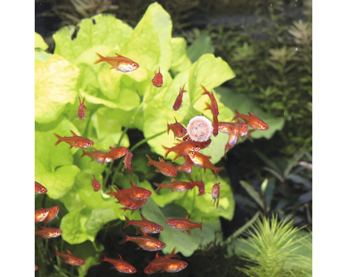 Akvarium med röd fantomtetra och växter