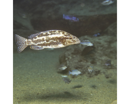 Randig abborre i akvarium