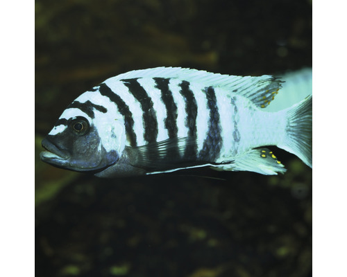 Svartrandig Malawi ciklid