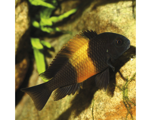 Gul munruvare i akvarium