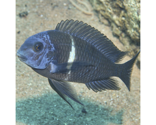 Afrikansk puckelryggciklidfisk i vatten