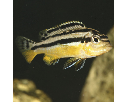 Afrikansk dvärgciklider med ränder