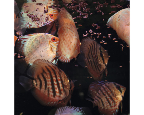 Grupp av diskusfiskar i akvarium med foder