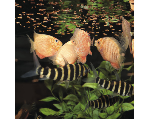 Akvarium med diskusfiskar och tigerbotior