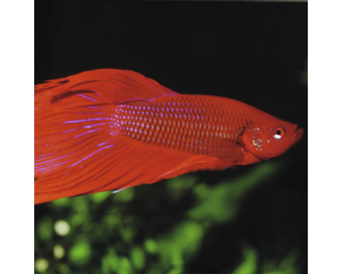 Röd kampfisk i akvarium