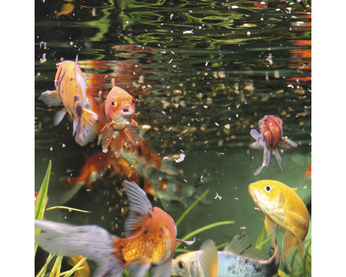 Flera fiskar i ett akvarium med foderpartiklar