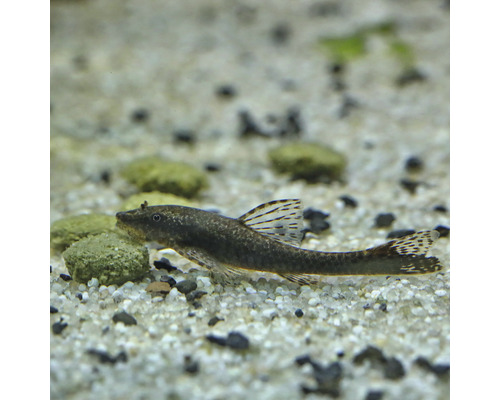 Pansarmal i akvarium