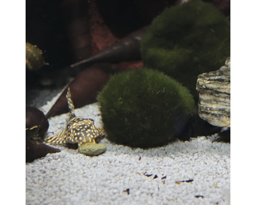 Akvariumscen med en stjärnfläckig pansarmal, mossbollar och grus