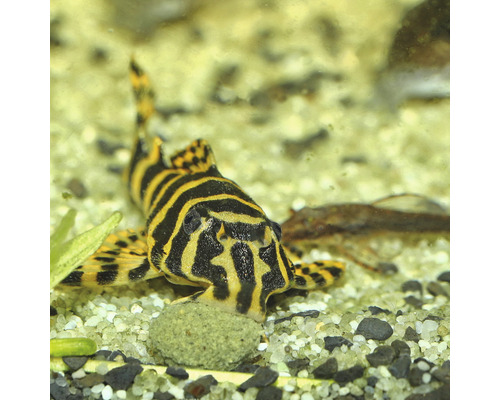 Zebra-pansarmal i akvarium