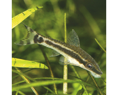 Siamesisk algätare i akvarium