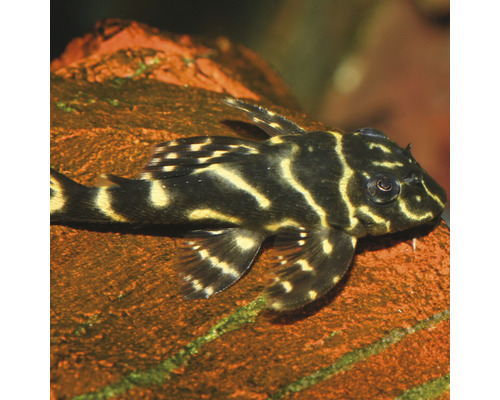 Pansarmal på en sten i ett akvarium