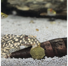 Fläckig fisk med mat i akvarium