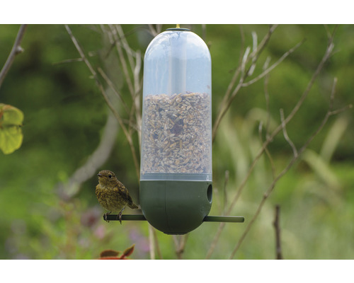 Fågel på en fågelmatare fylld med fågelfrö