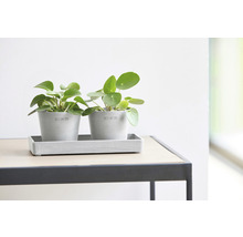 Två Pilea peperomioides-växter i grå krukor med fat på ett bord.