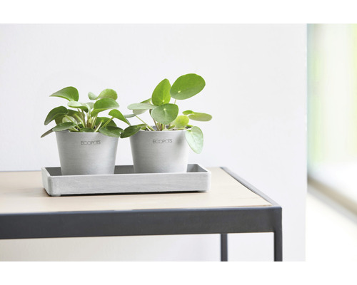 Två Pilea peperomioides-växter i grå krukor med fat på ett bord.