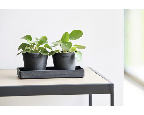 Två pilea växter i grå krukor från Ecopots på en rektangulär bricka på ett bord.