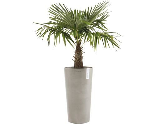 Hampa palm i hög planteringskärl